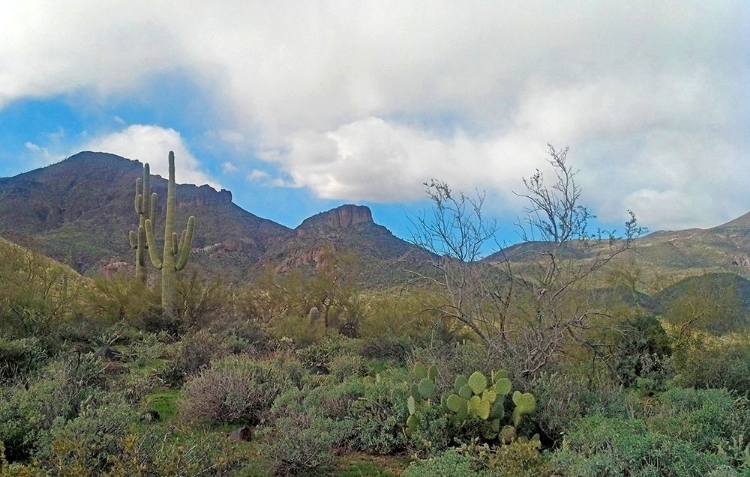 Picture of ELEPHANT MOUNTAIN