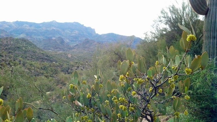Picture of SUPERSTITION MOUNTAIN II