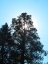 Picture of TREE 1