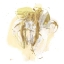 Picture of MOSS GOLD IV
