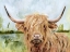 Picture of HIGHLAND GRAZER I