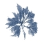Picture of NAVY SEAWEED I