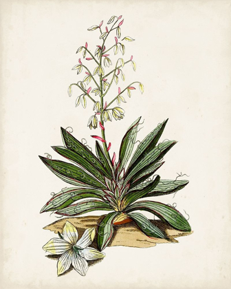 Picture of ANTIQUE BOTANICAL STUDY I