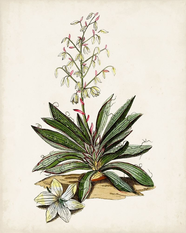 Picture of ANTIQUE BOTANICAL STUDY I