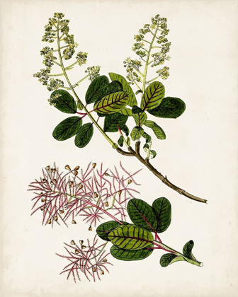 Picture of ANTIQUE BOTANICAL STUDY II