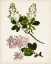Picture of ANTIQUE BOTANICAL STUDY II