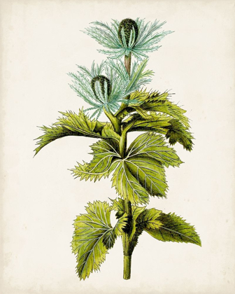 Picture of ANTIQUE BOTANICAL STUDY III