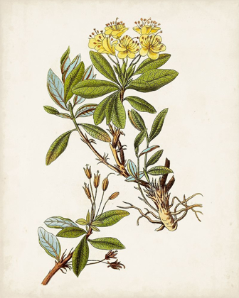 Picture of ANTIQUE BOTANICAL STUDY IV