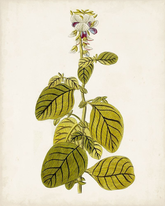 Picture of ANTIQUE BOTANICAL STUDY VII