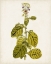Picture of ANTIQUE BOTANICAL STUDY VII