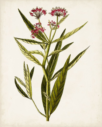 Picture of ANTIQUE BOTANICAL STUDY VIII