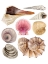 Picture of SEA SOUVENIRS I
