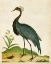 Picture of HERON PORTRAIT II