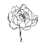 Picture of PEONY CONTOUR I