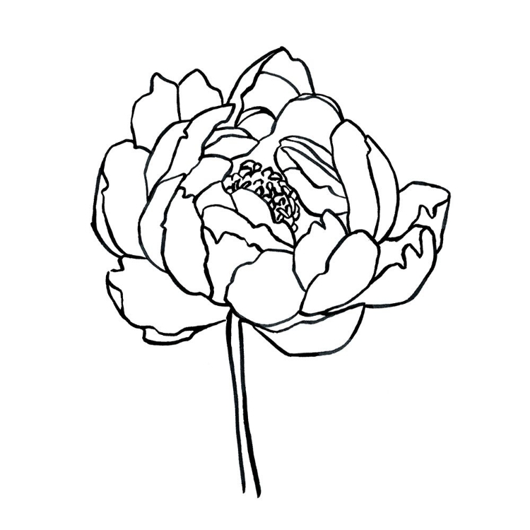 Picture of PEONY CONTOUR I