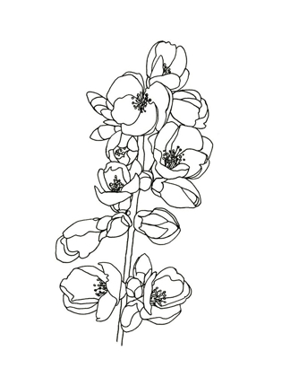 Picture of QUINCE BLOSSOM CONTOUR I