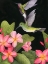 Picture of IN THE PLUMERIA II
