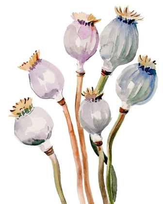 Picture of WATERCOLOR POPPY PODS I