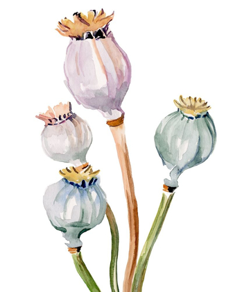 Picture of WATERCOLOR POPPY PODS II