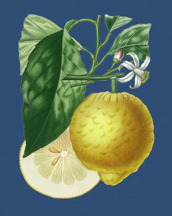 Picture of FRENCH LEMON ON NAVY I