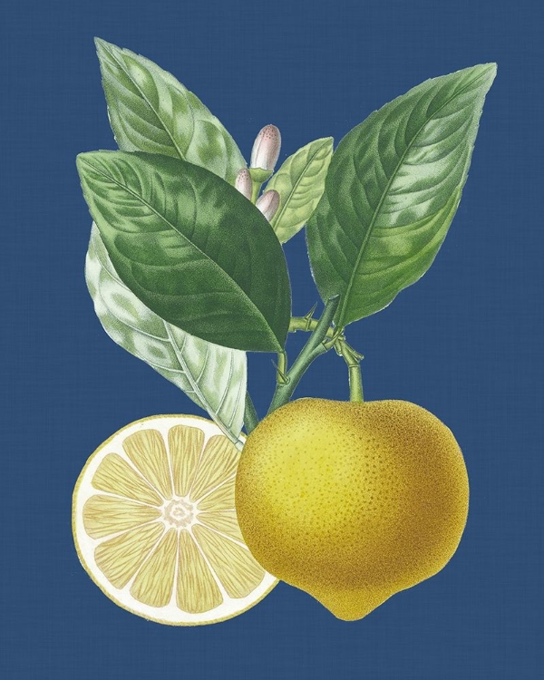 Picture of FRENCH LEMON ON NAVY II