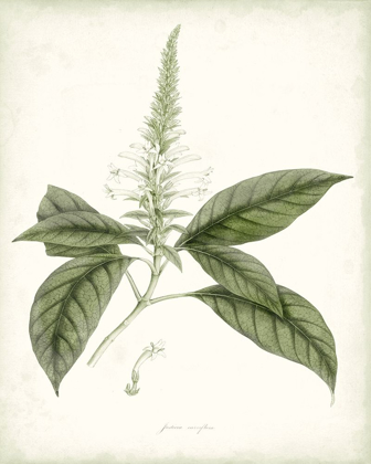 Picture of SAGE BOTANICAL II