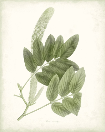 Picture of SAGE BOTANICAL IV