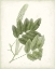 Picture of SAGE BOTANICAL IV