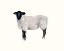 Picture of FARM ANIMAL STUDY I