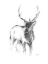 Picture of WESTERN ANIMAL SKETCH II