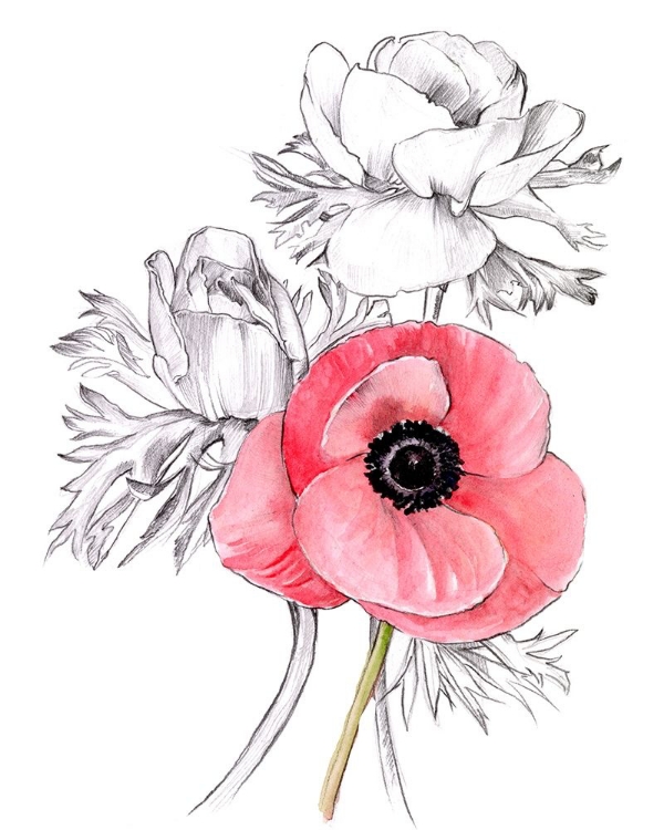 Picture of ANEMONE BY NUMBER I