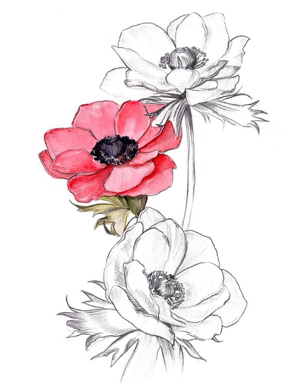 Picture of ANEMONE BY NUMBER II