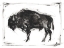 Picture of DYNAMIC BISON II