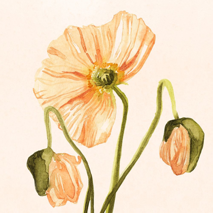 Picture of HIGHPOINT POPPIES I