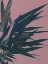 Picture of BAMBOO PINK I