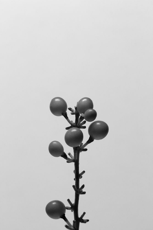 Picture of LIRIOPE II