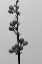 Picture of LIRIOPE IV