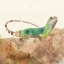 Picture of REPTILLIAN I