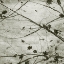 Picture of LACED SKY IV