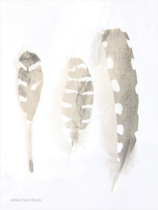 Picture of NEUTRAL FEATHERS STUDY   