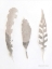 Picture of SOFT FEATHERS STUDY    