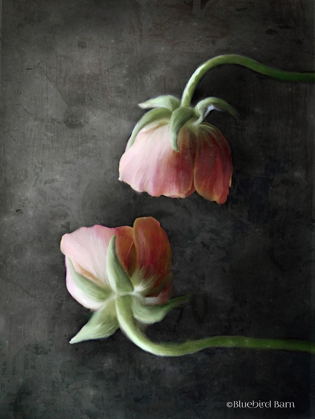 Picture of CONTEMPORARY FLORAL PINK RANUNCULUS