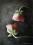 Picture of CONTEMPORARY FLORAL PINK RANUNCULUS