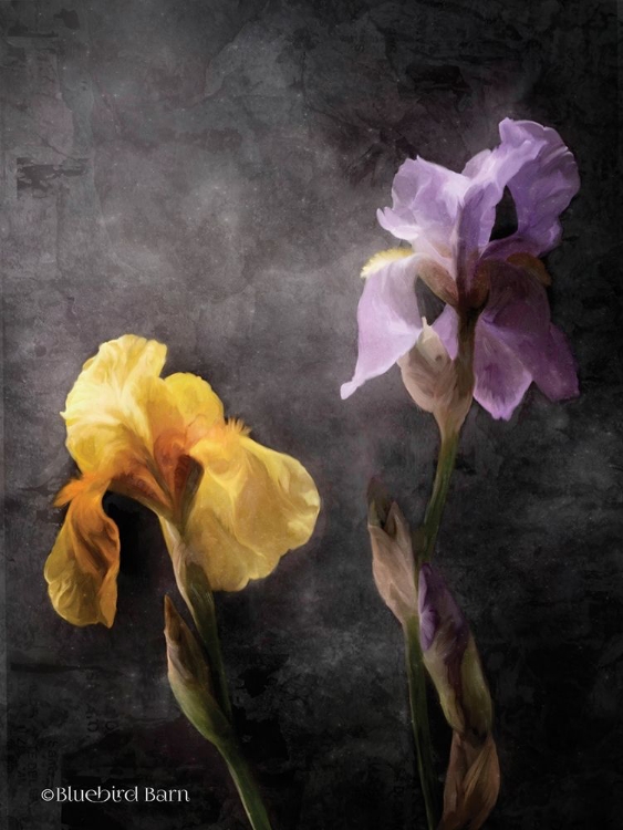 Picture of CONTEMPORIZE FLORAL IRIS