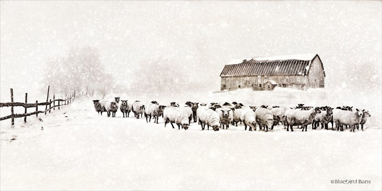 Picture of WARM WINTER BARN WITH SHEEP HERD
