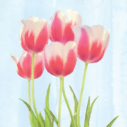 Picture of FRESH SPRING TULIPS III