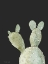 Picture of HAPPY CACTUS III
