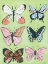 Picture of BUTTERFLY BEAUTY