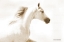 Picture of DASH I