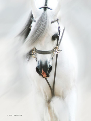 Picture of DREAM HORSE